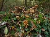 121028 Wandeling Ede Wageningen (12)